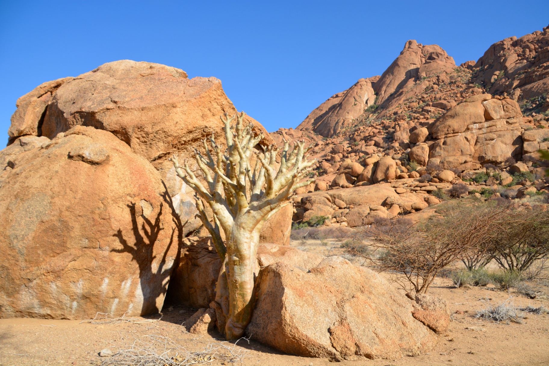 Rotsen en boom in Namibië