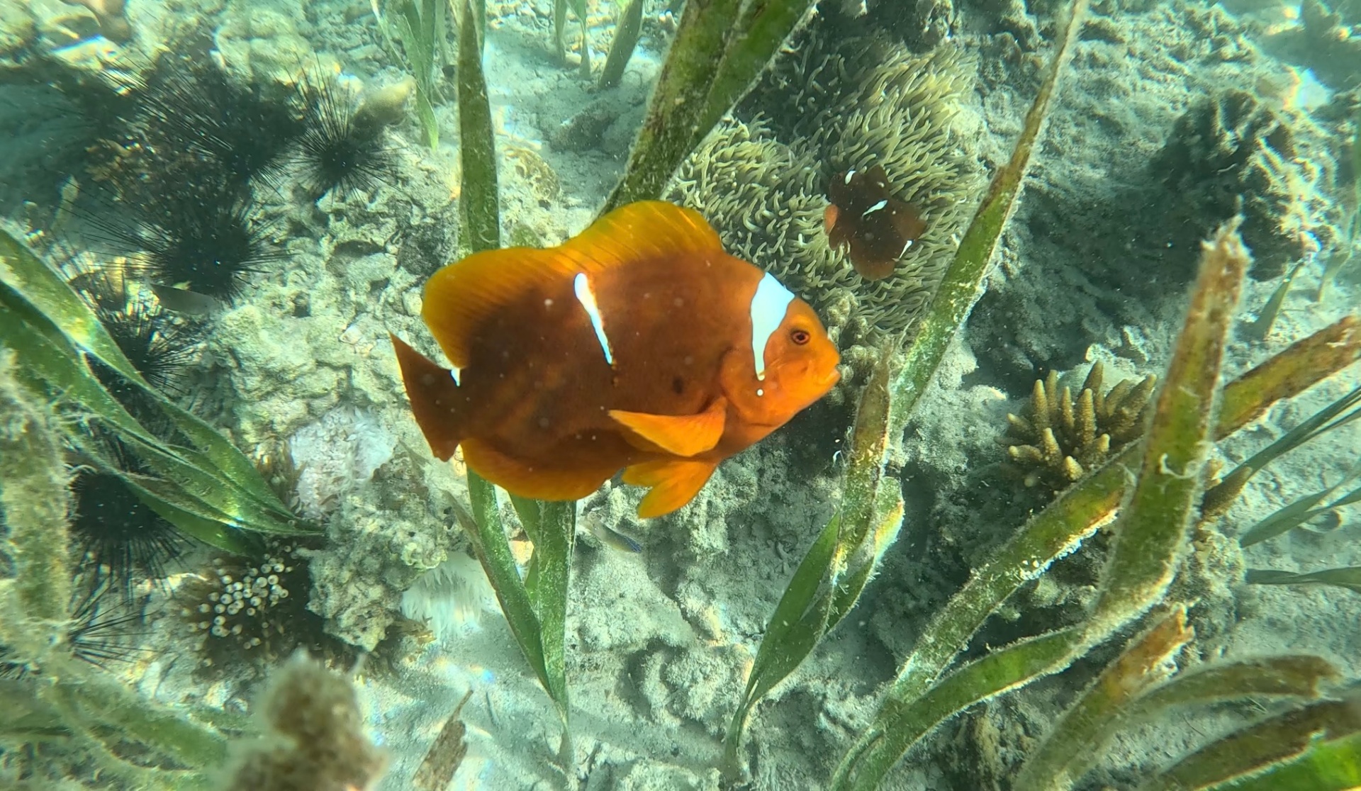 Oranje vis onderwater