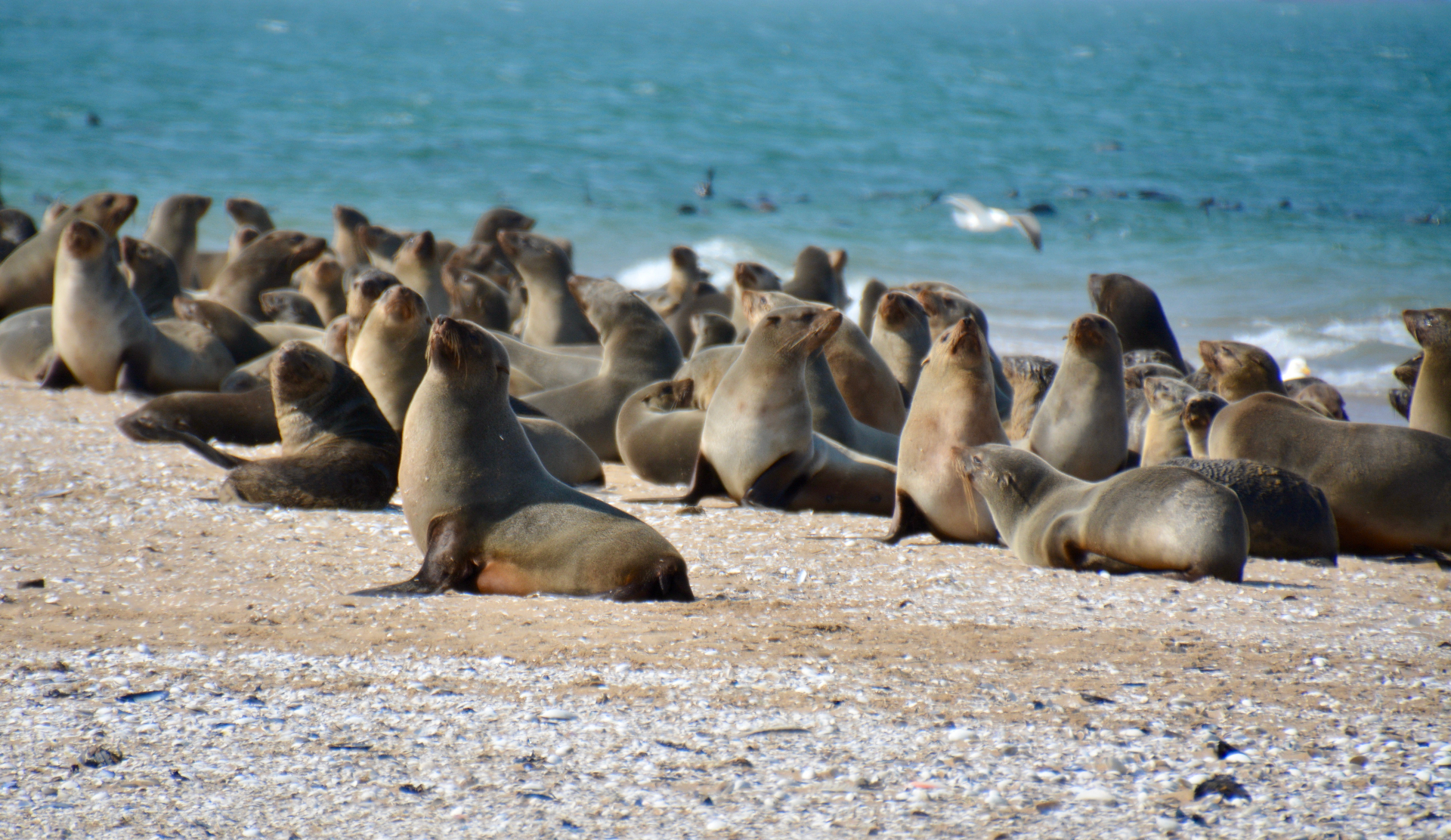 Zeehonden op het strand